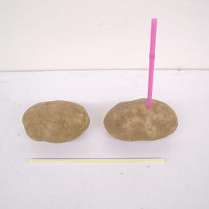 You should be able to drive a straw clear through a potato if you know this simple trick.  Hold your thumb over the top of the straw when you are driving the straw into the potato.  The air trapped inside the straw will provide the needed rigidity to get the straw through the potato. 