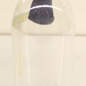 Insert the balloon into the bottle and stretch the opening of the balloon over the mouth of the bottle as shown.