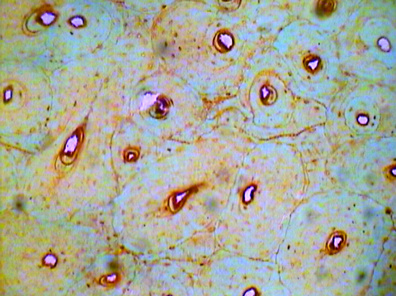Cells