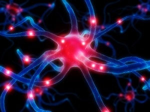 Nerve Cell