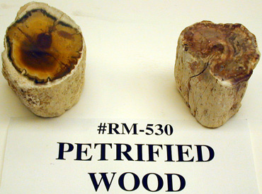 Petrified Wood 