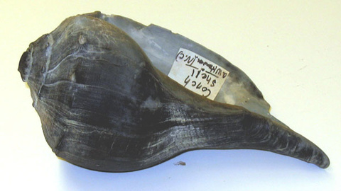 Sea Shell