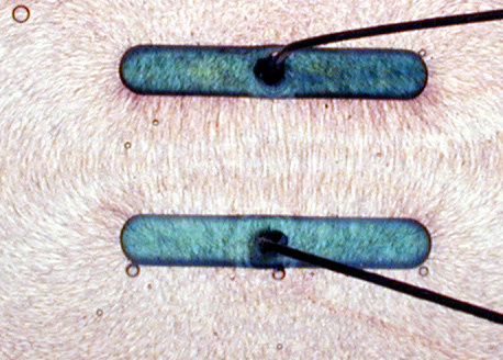 Felt Powder