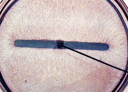 Felt Powder