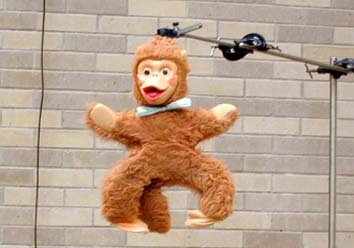 Monkey